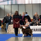 Národní výstava psů Brno 11.2.2020