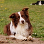 Vrh C BORDER COLLIE