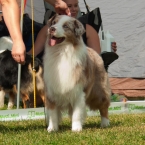 INT Multi CH AKC CH BISS RisingStar's Heaven Sent "Rafe"